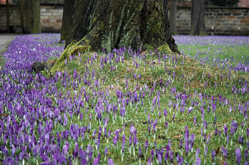 2009-03-17, erste Krokusse (2).JPG